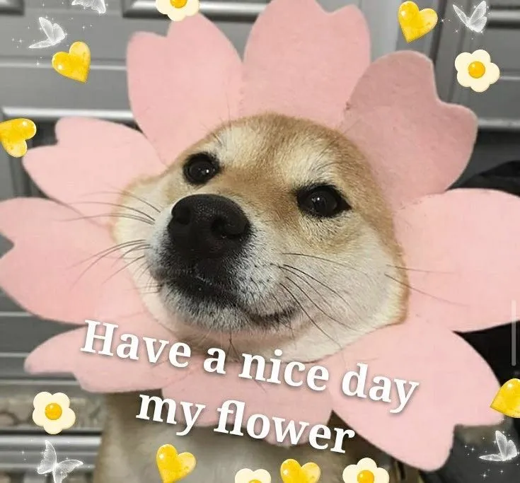 doge-says-blooming-positivity-just-for-you
