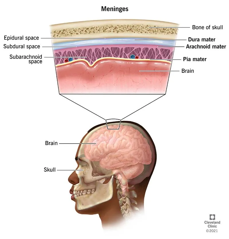 meninges