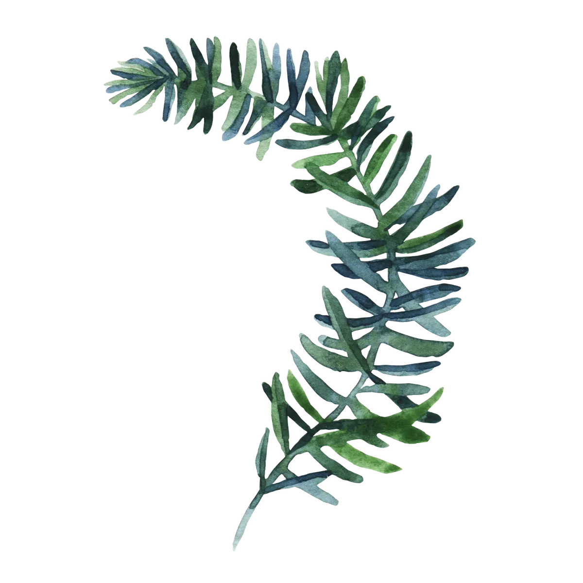 Pinesprig