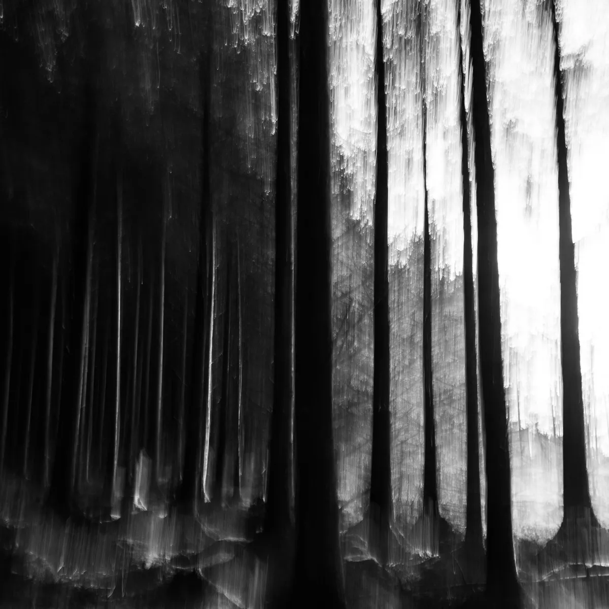 forest edge, square i c m photo at the edge of a plantation fir forest, with light from the right hand side gradually reducing as it strikes fewer trees into the forest on the left. The camera panning gives a slightly blurred and unreal spooky feel to the strong uprights of the tree trunks and branches