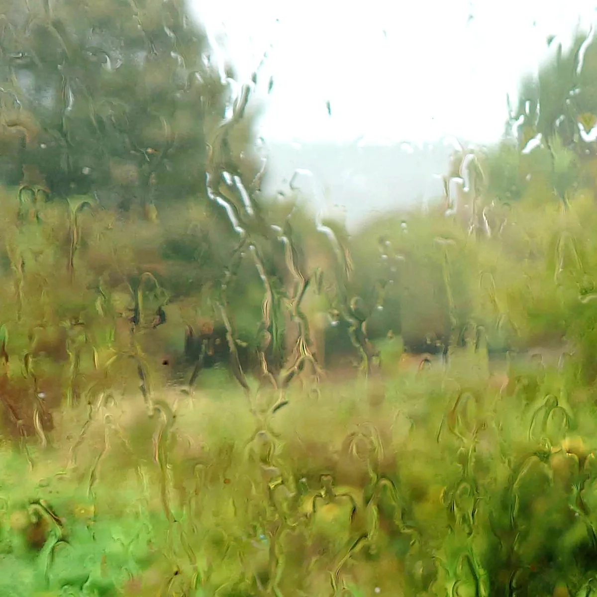 signal-wet window sat
