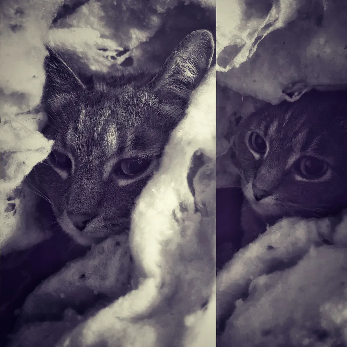 _Minuet
