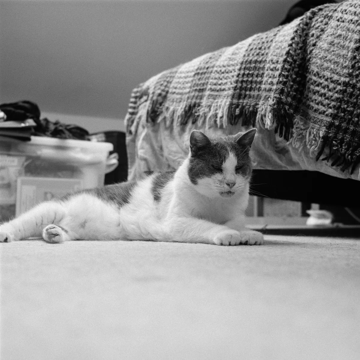 Cat at ISO 3200, Ricoh Diacord