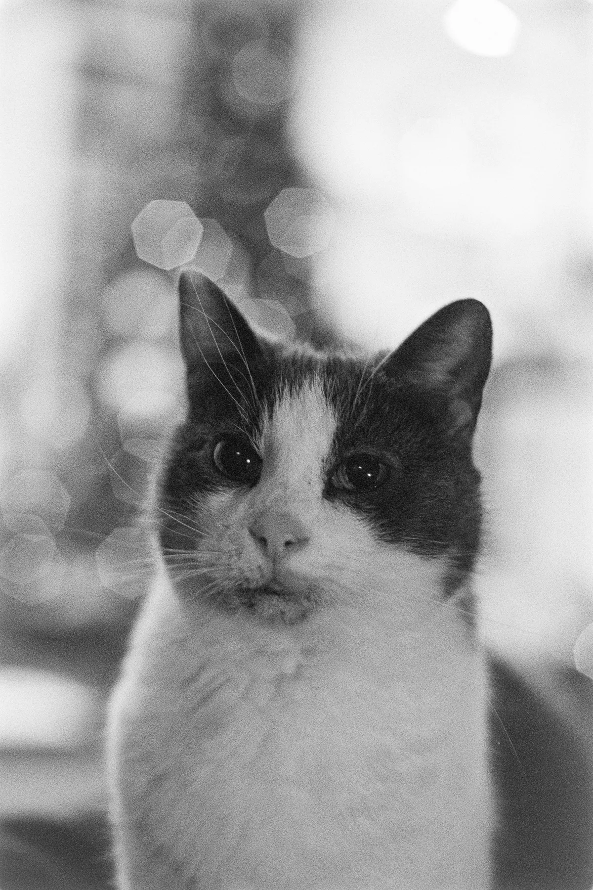 Ilford HP5+ pushed to 1600