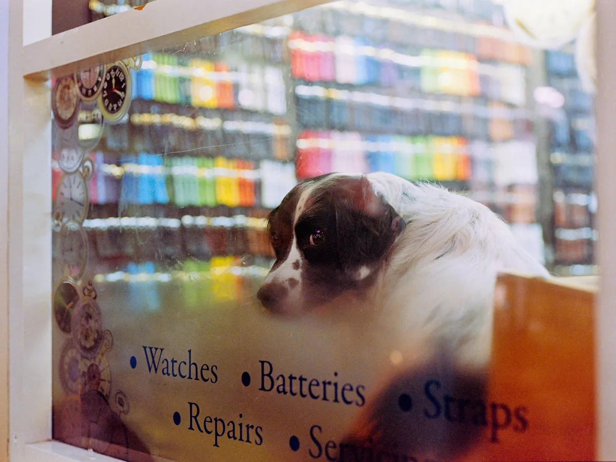 A dog looking through a window, Portra 800 on 120 format