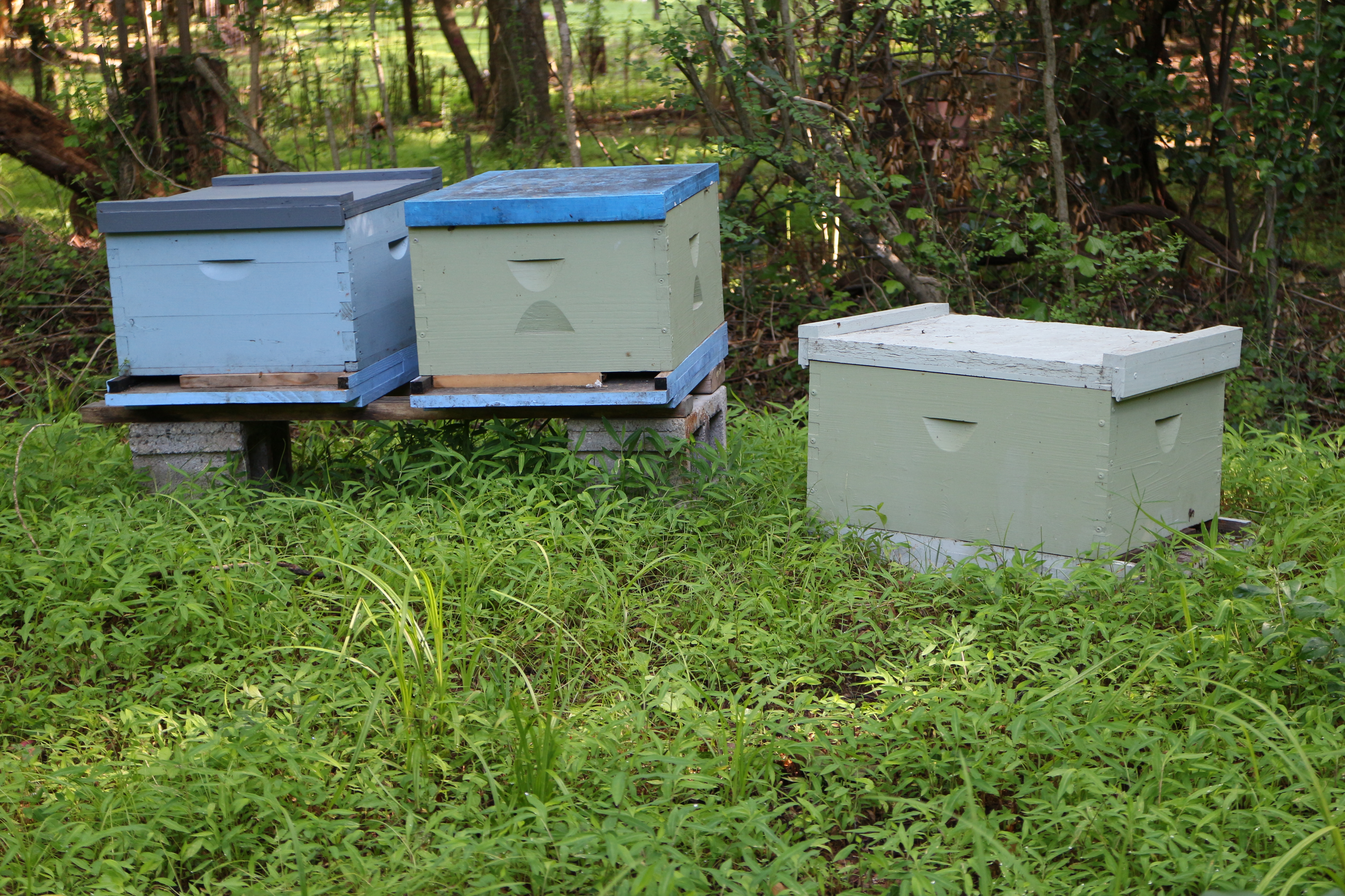 Bunce Apiary