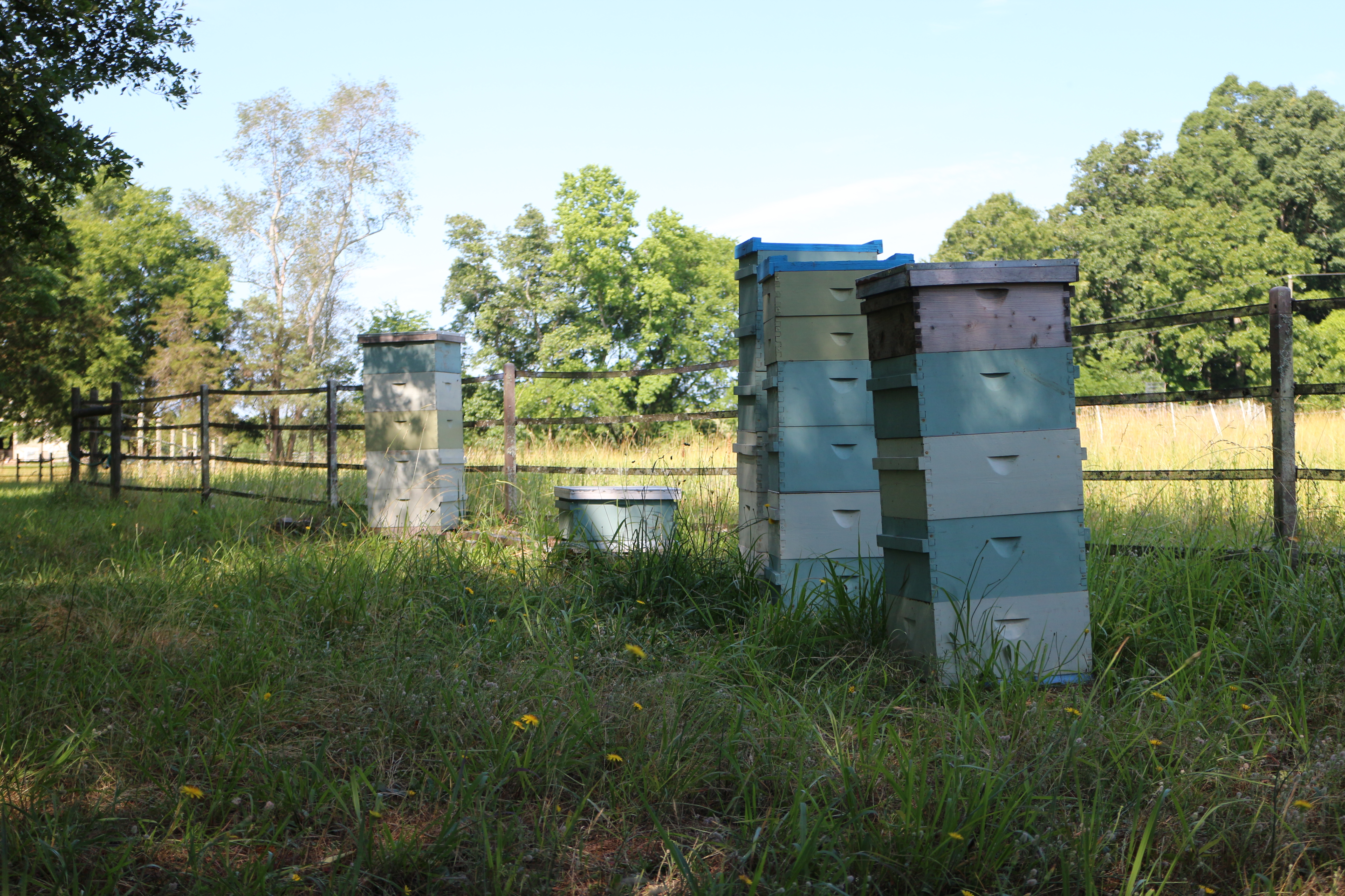 Bunce Apiary