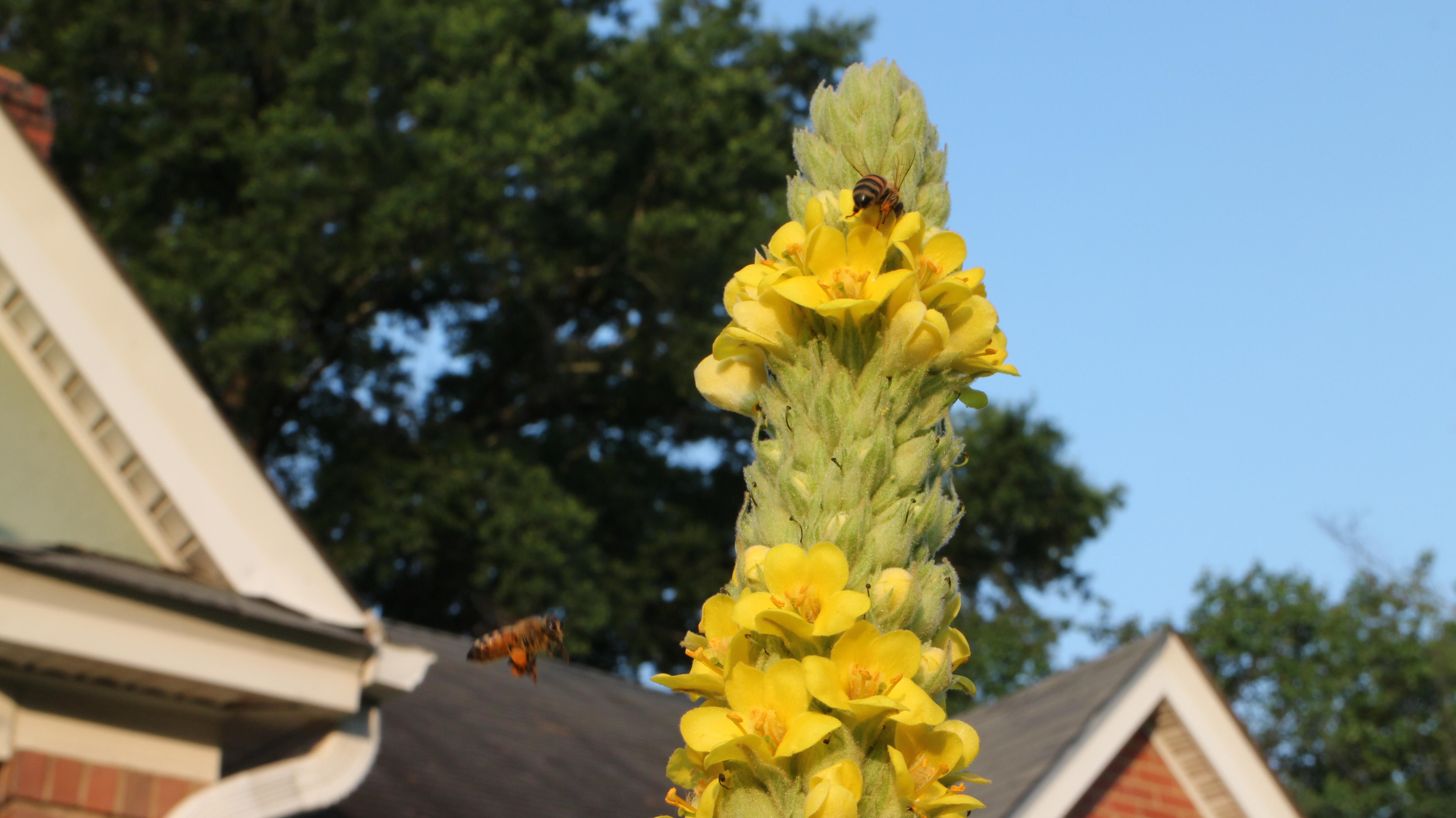 Bunce Apiary