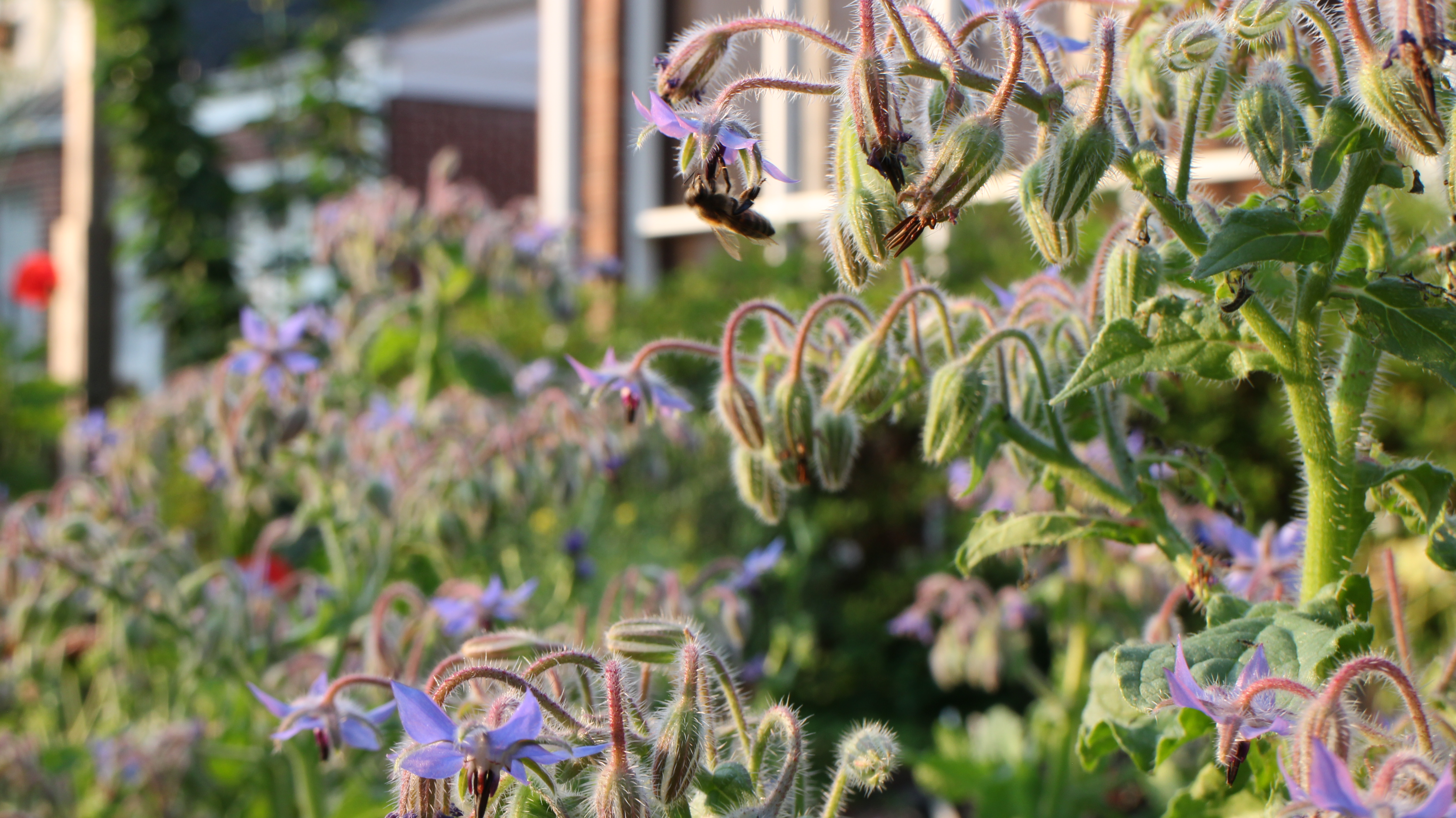 Bunce Apiary
