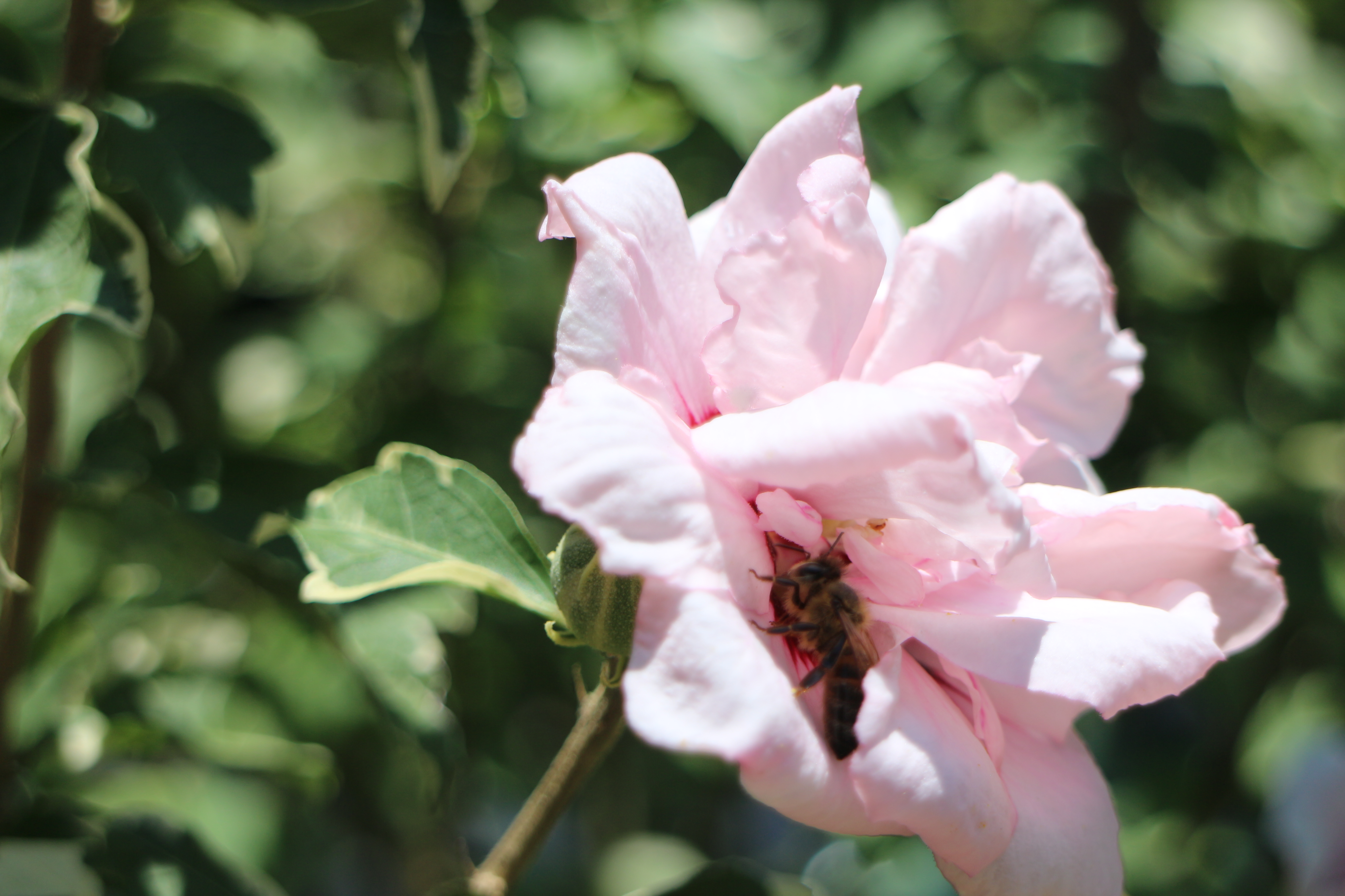 Bunce Apiary