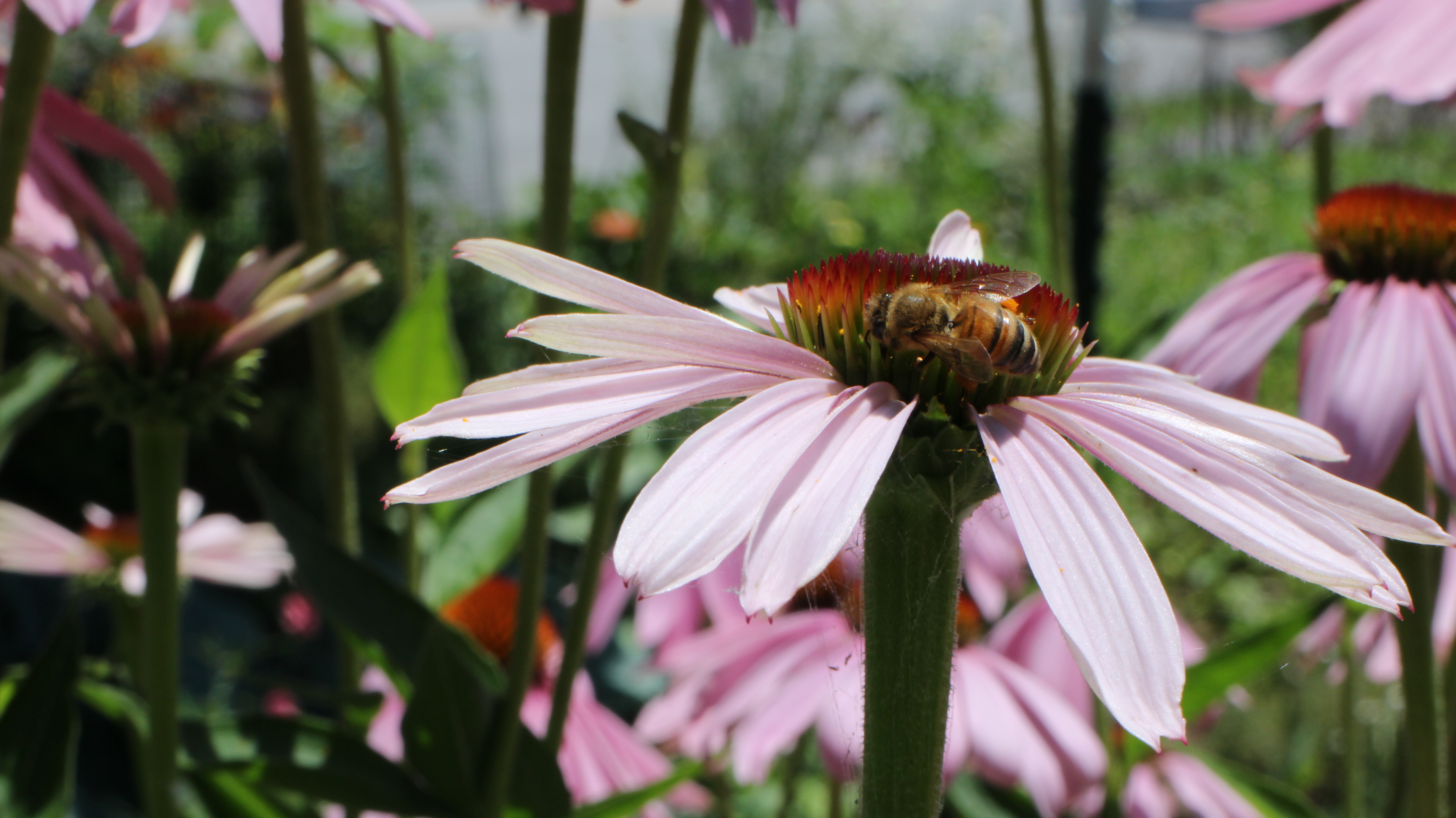 Bunce Apiary