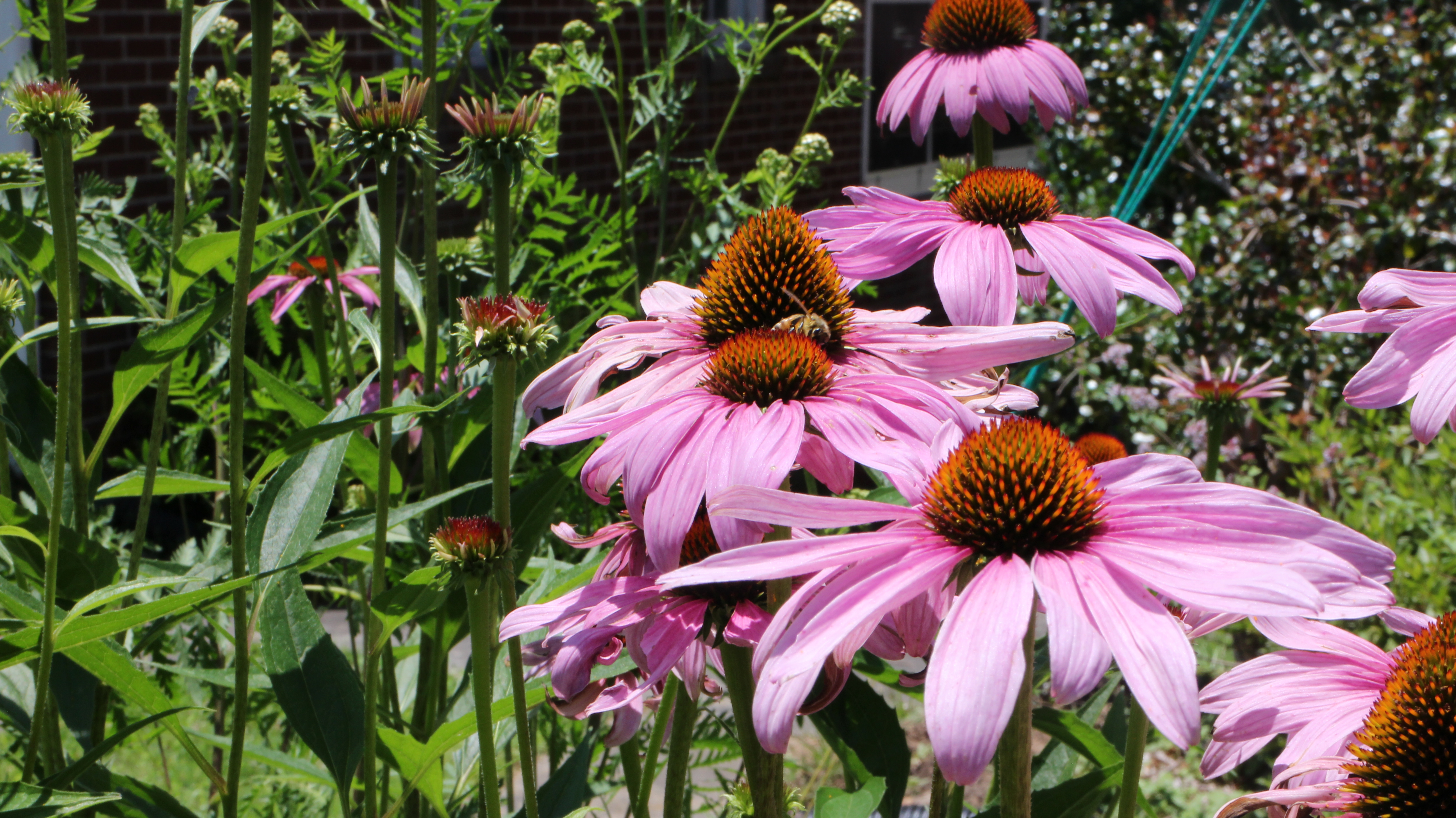 Bunce Apiary