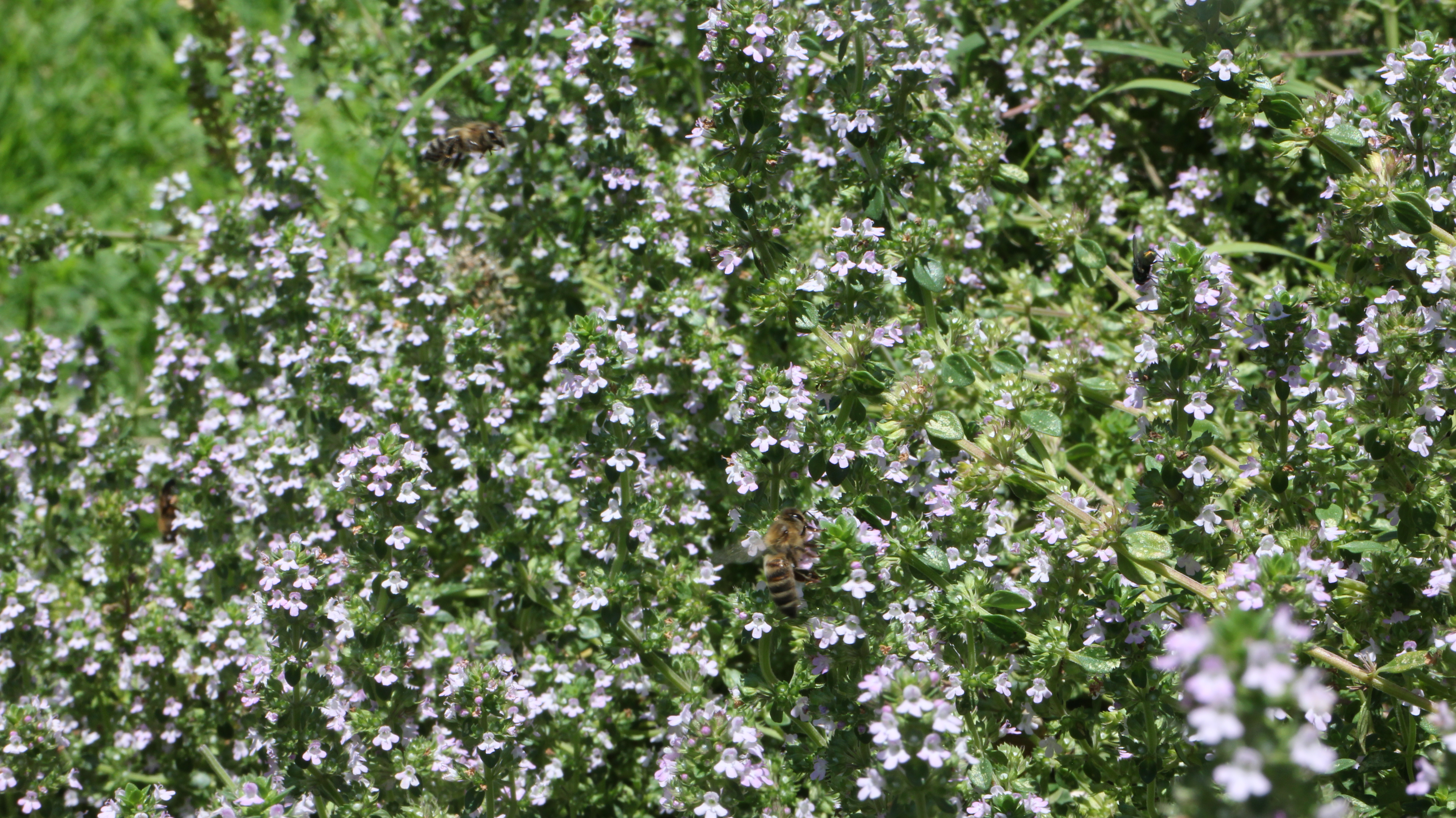 Bunce Apiary