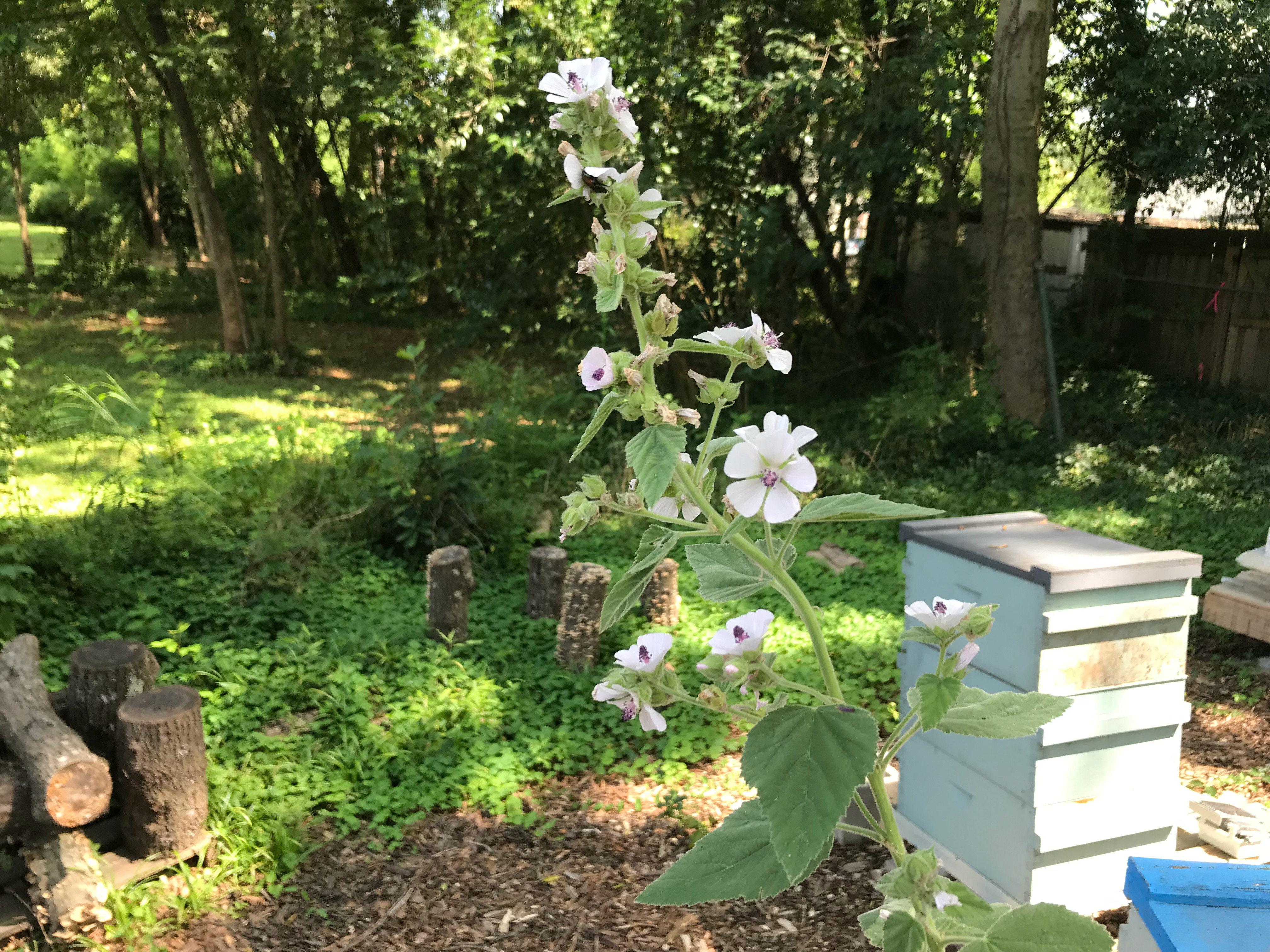 Bunce Apiary