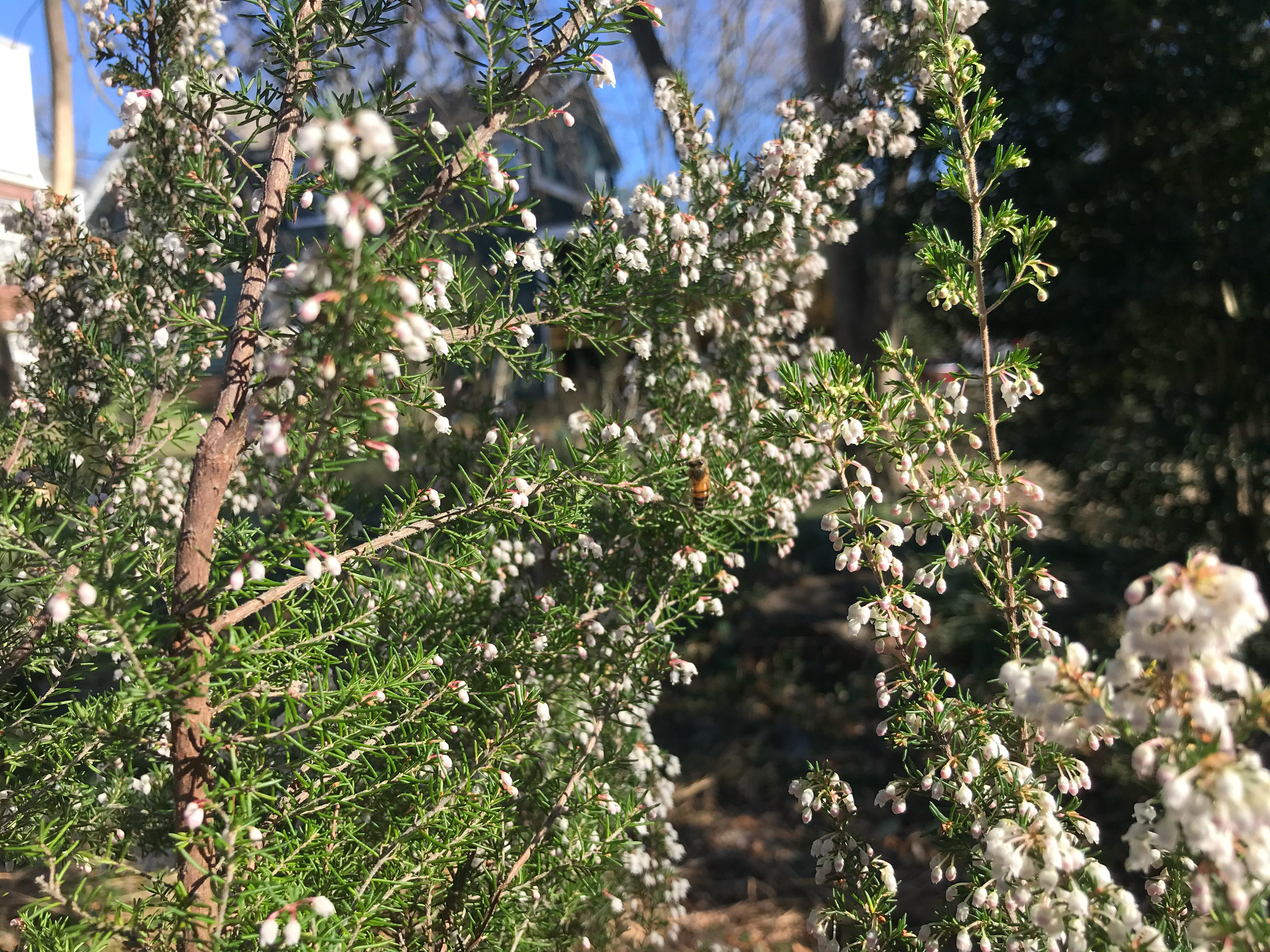 Bunce Apiary - A Honeybee gathers nectar from a Heath tree, Erica Arborea
