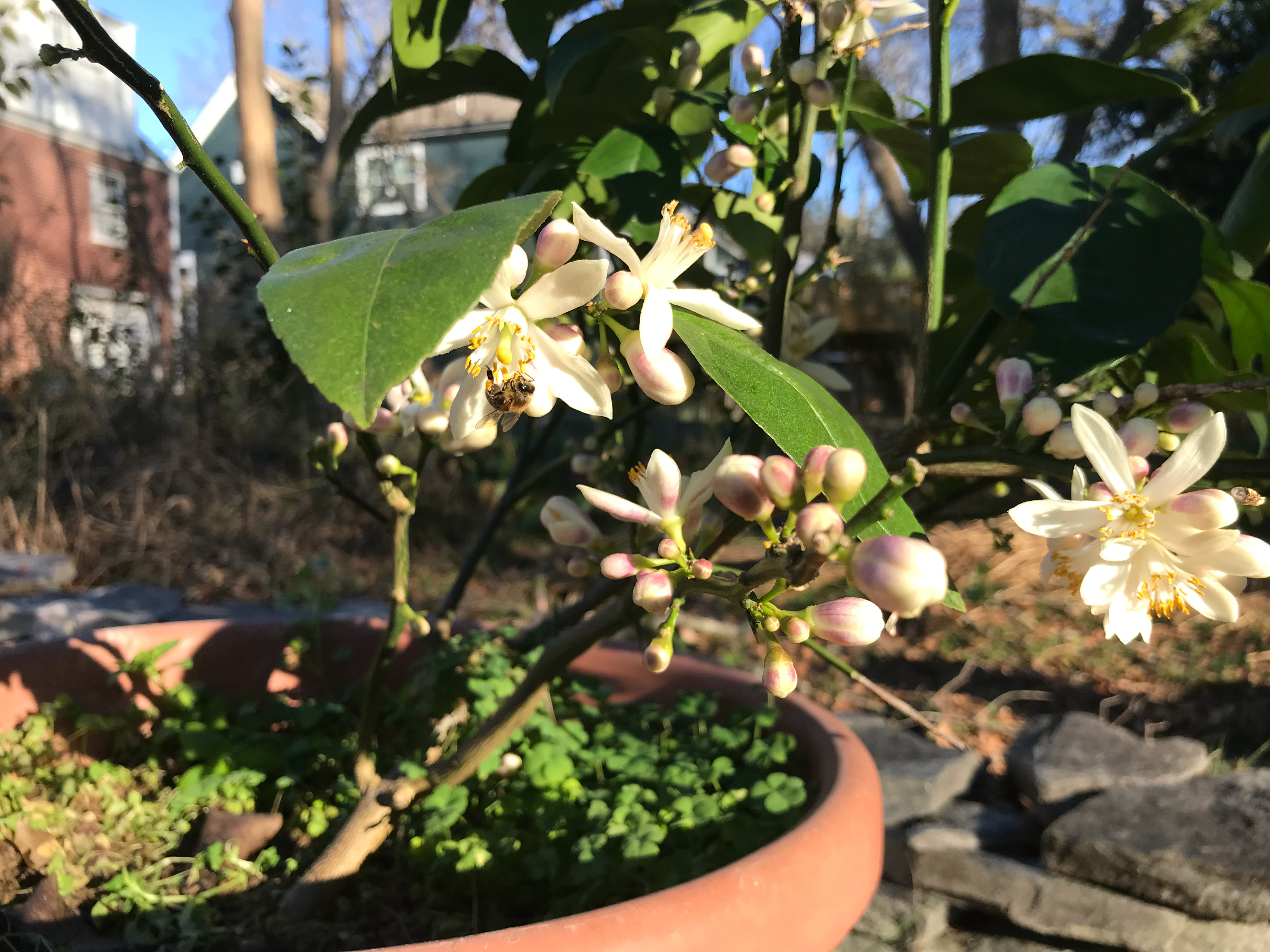 Bunce Apiary - A Honeybee pollinates a lemon flower