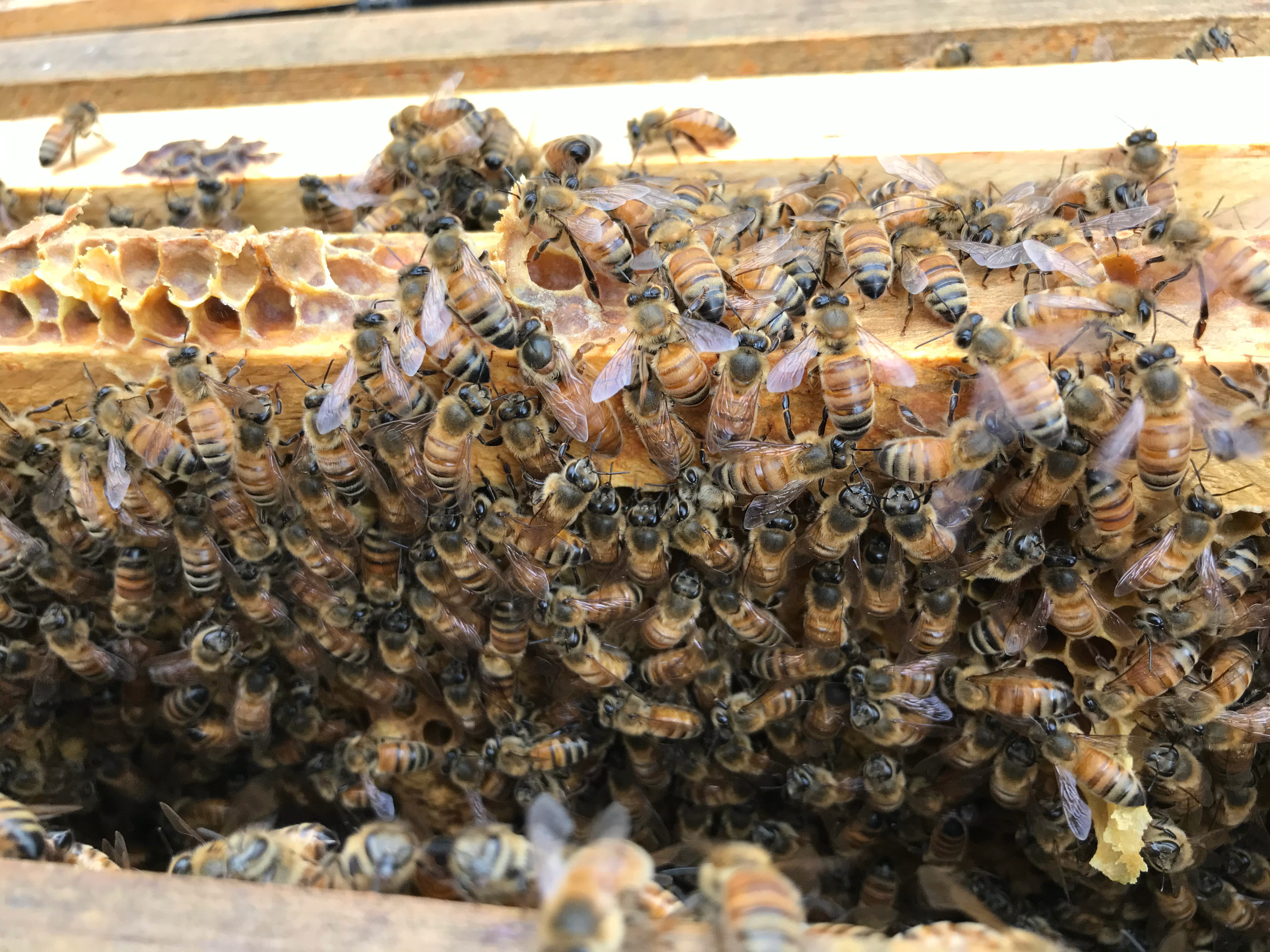 Bunce Apiary - A Productive Queen on a frame of brood