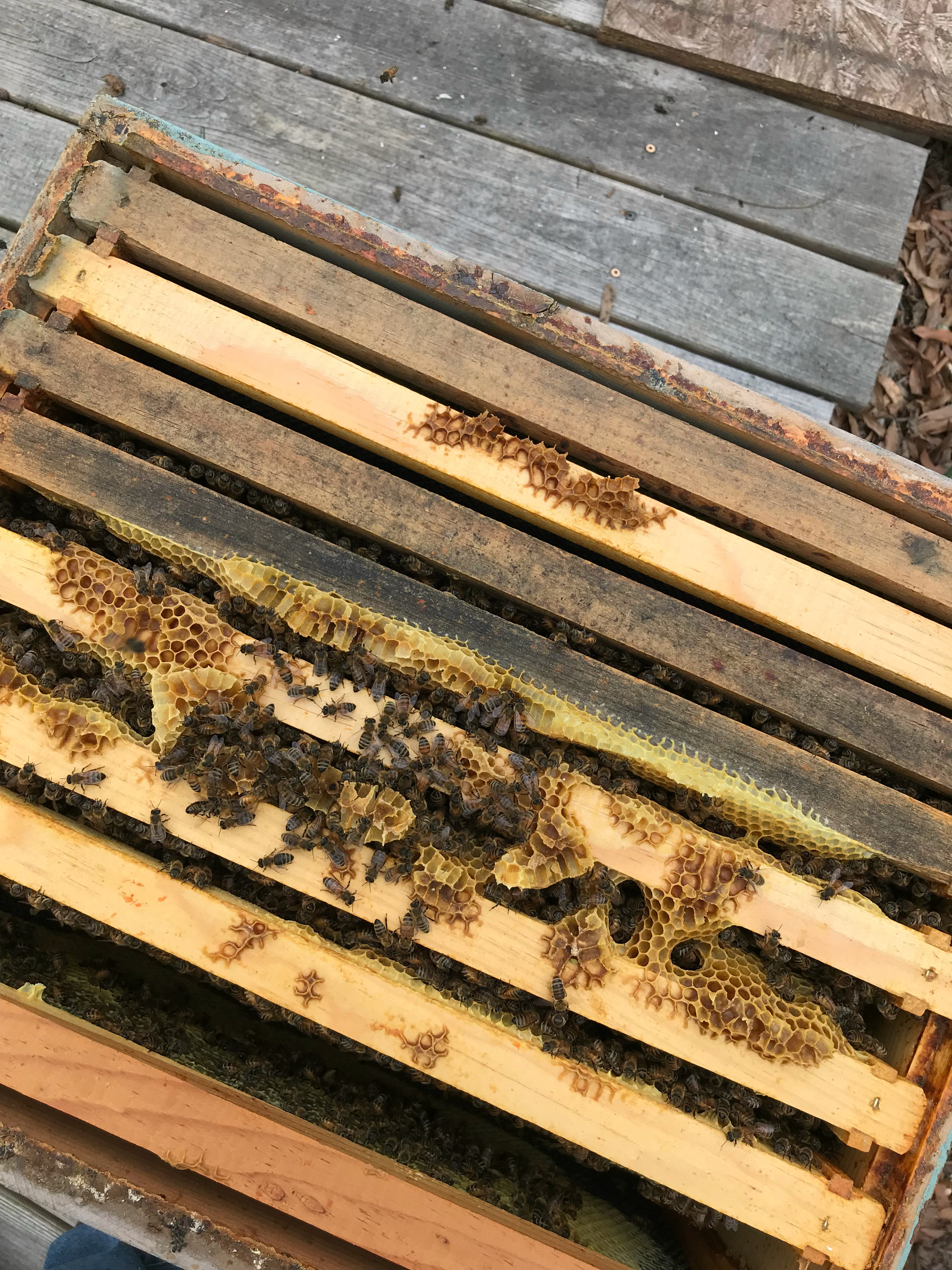 Bunce Apiary - 5 frames bees that made it through the winter and are building their hive