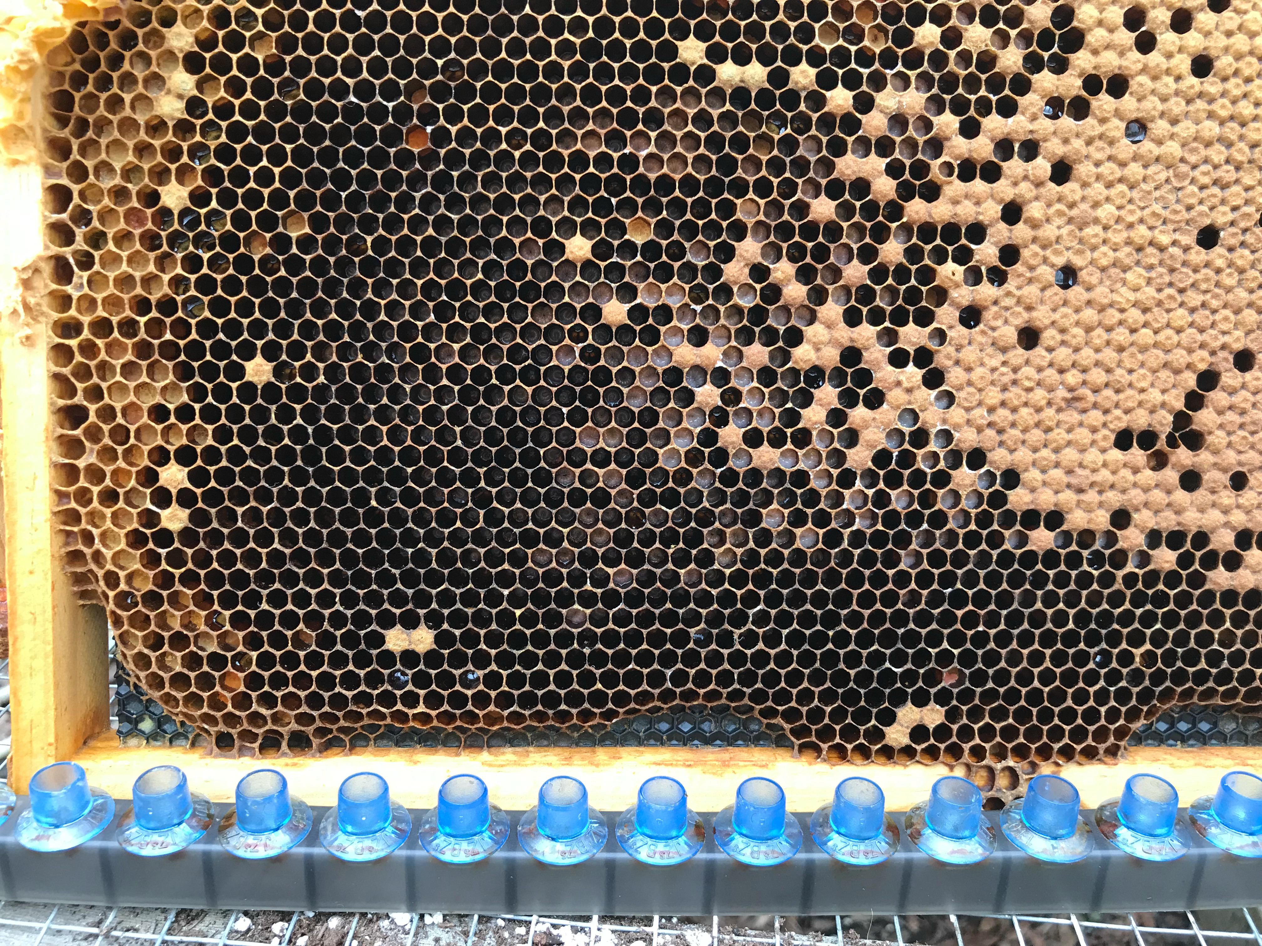 Bunce Apiary