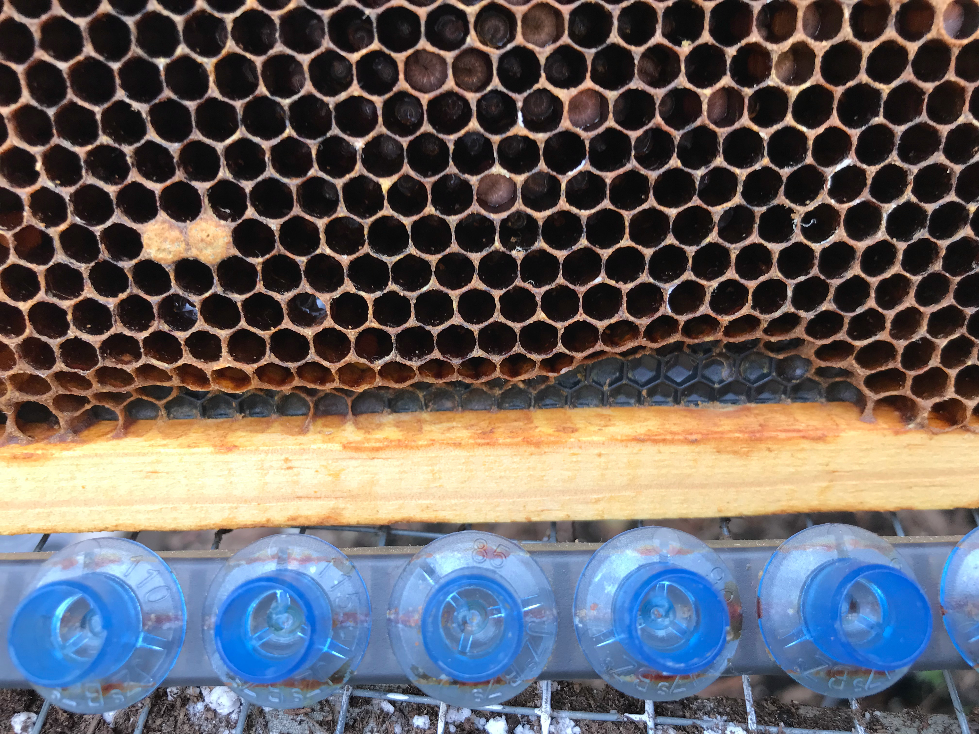 Bunce Apiary