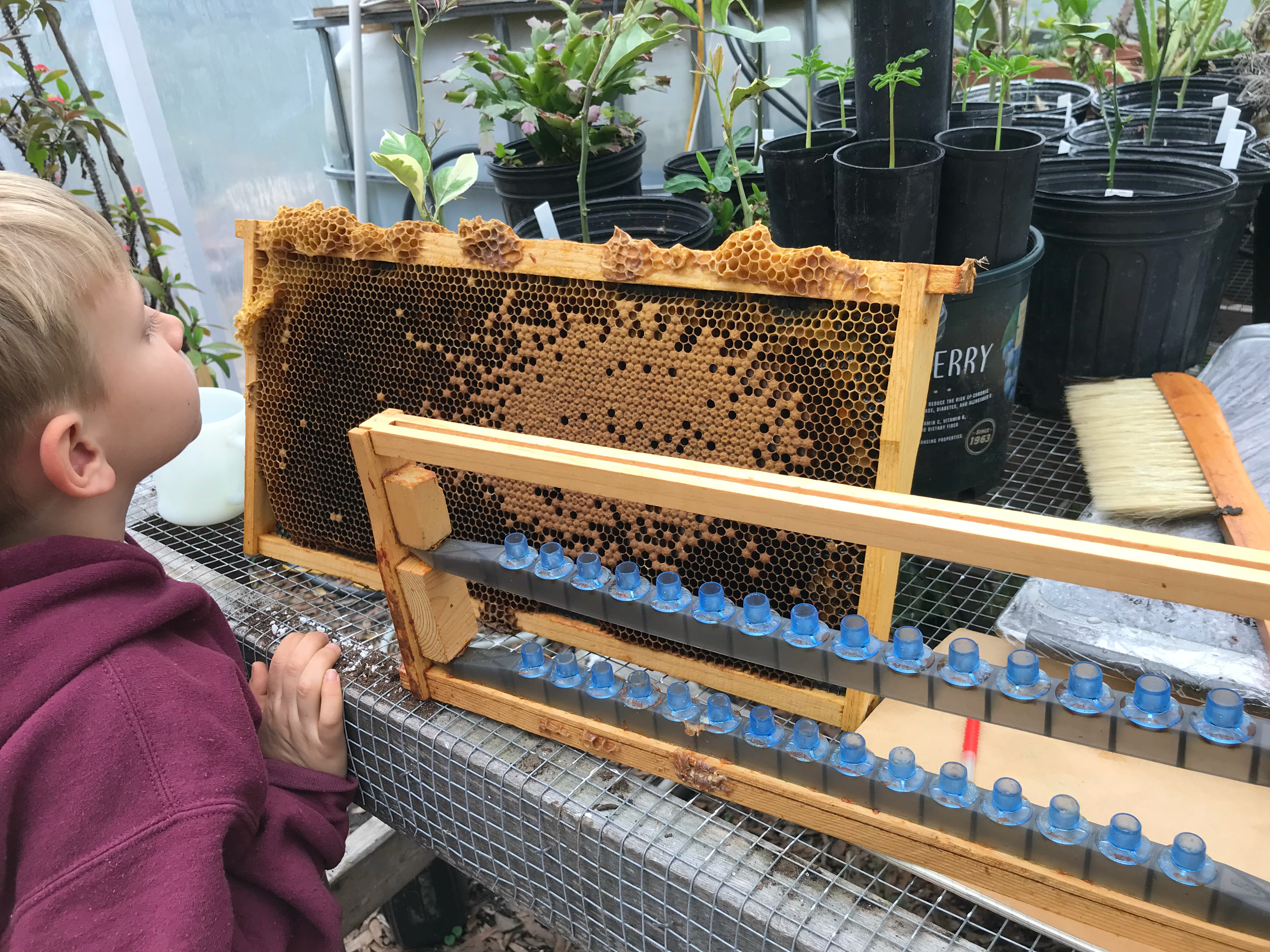 Bunce Apiary