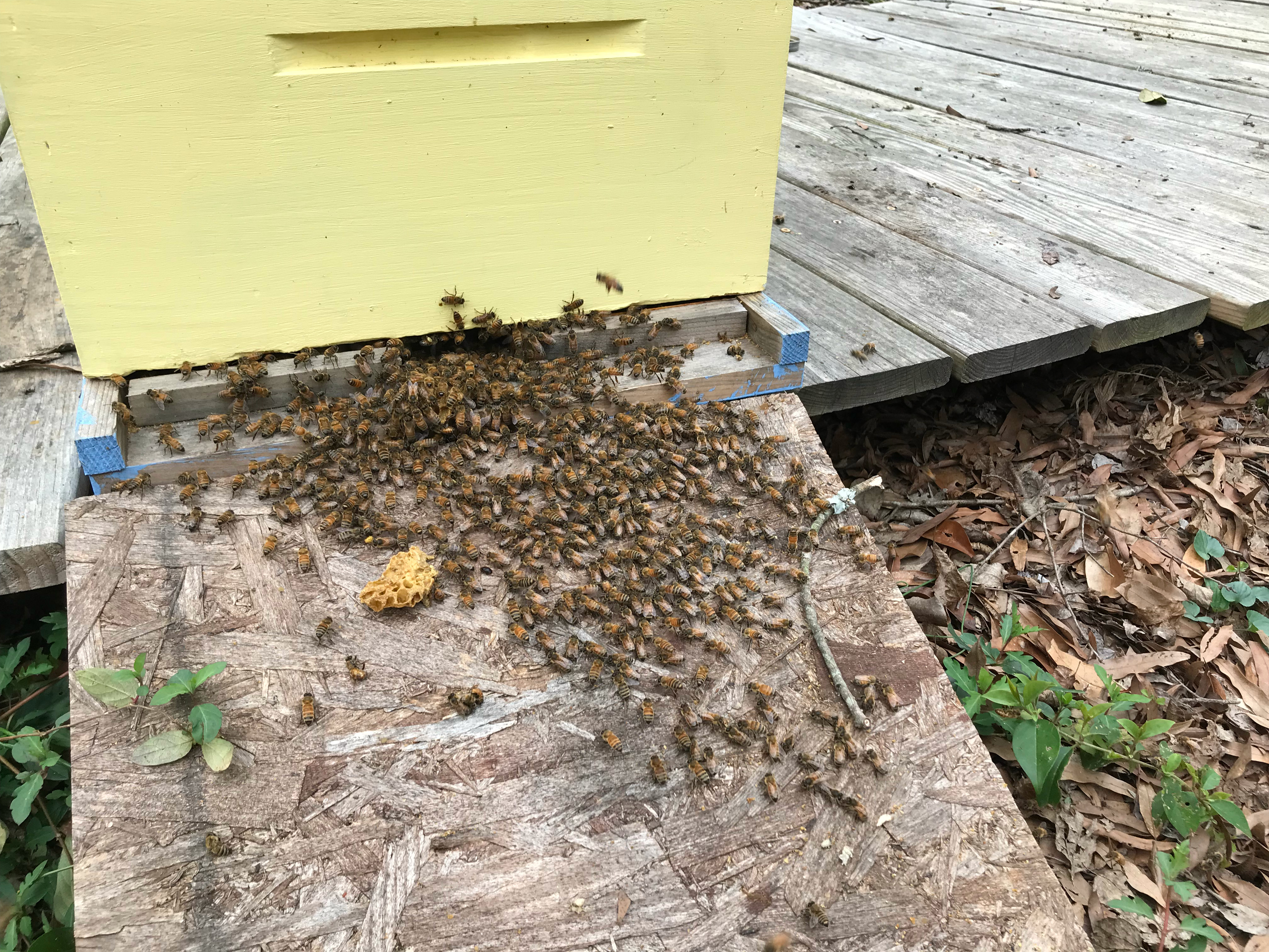Bunce Apiary