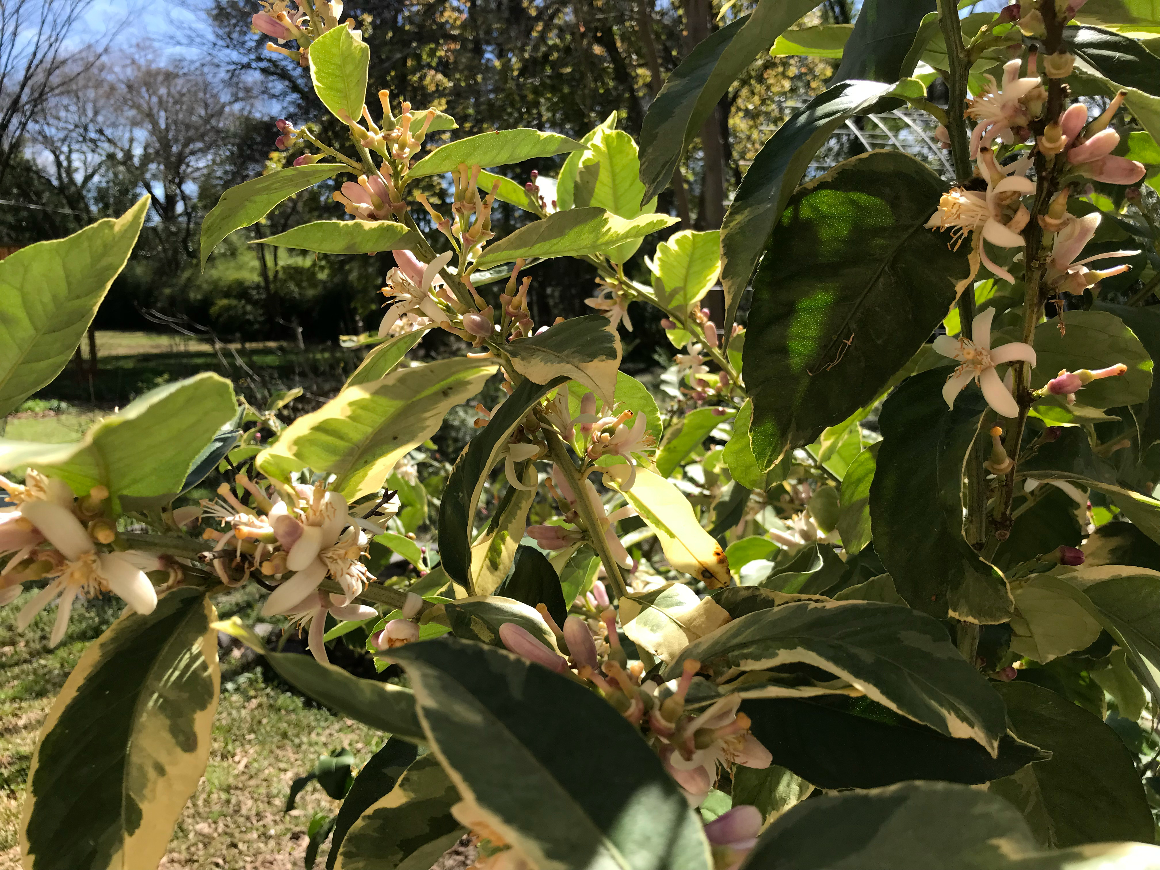 Bunce Apiary