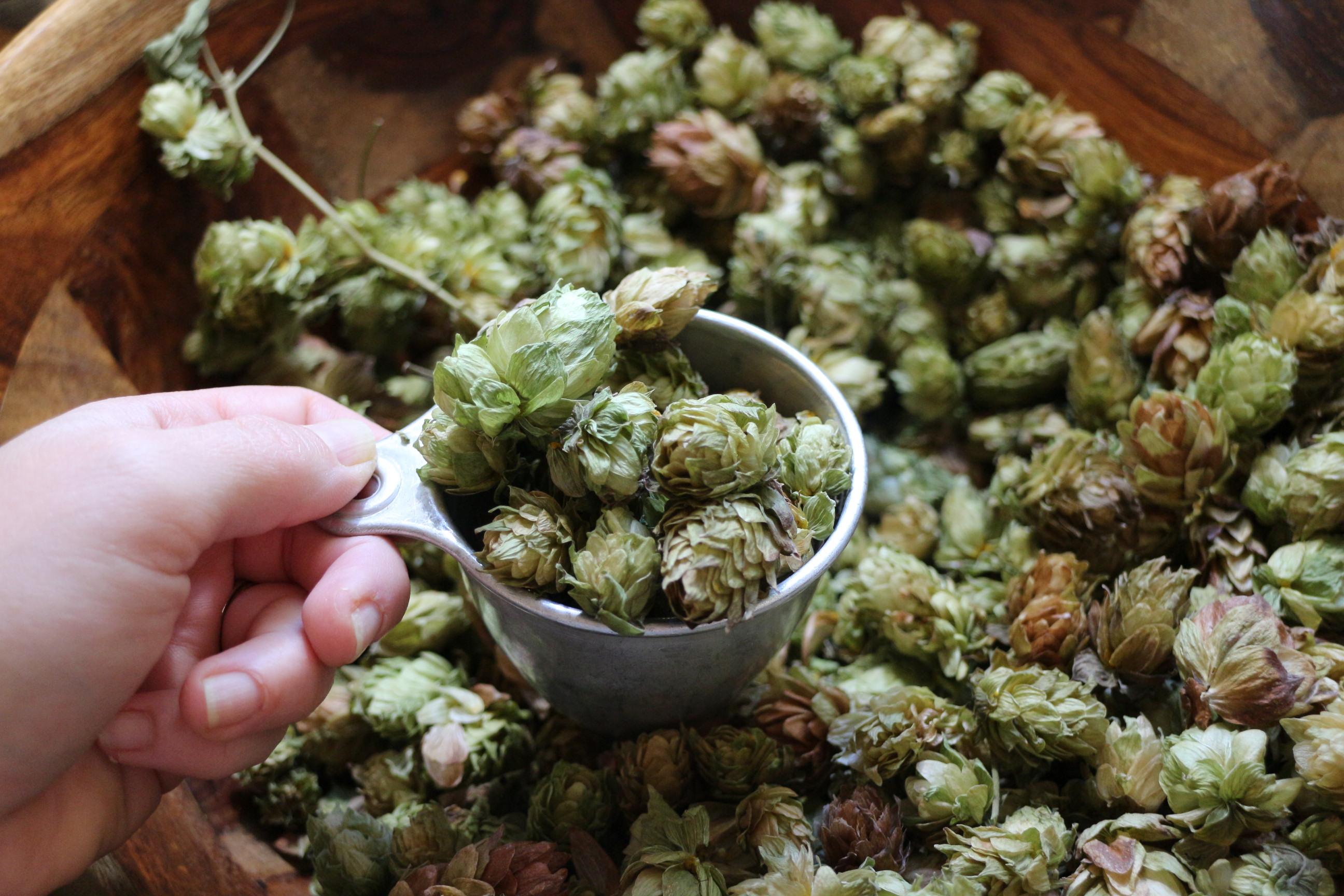 hops