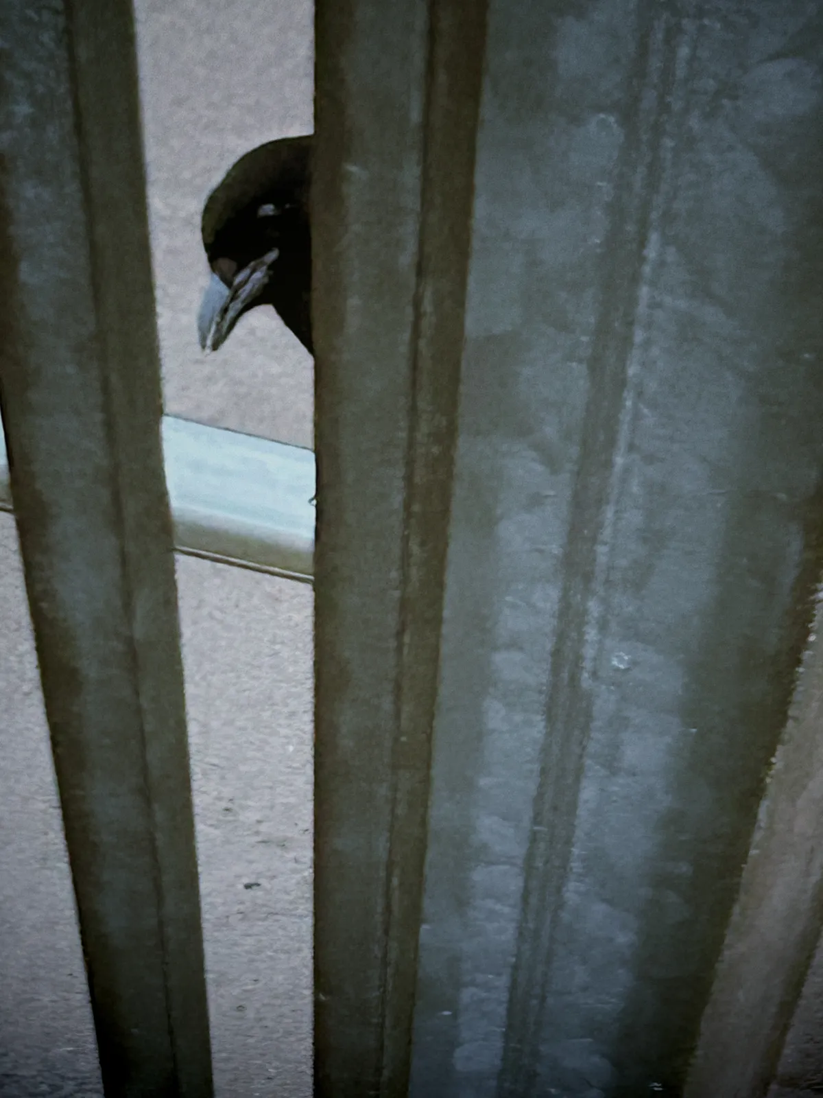 A magpie peeking around a railing