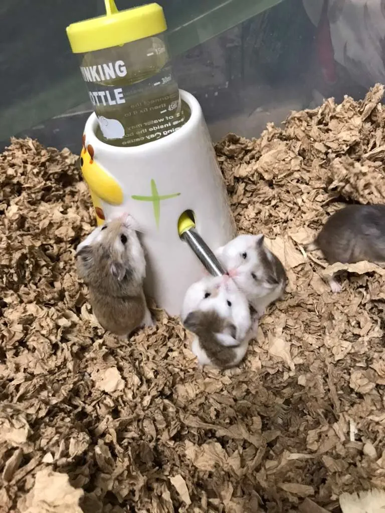 hamsters drinking