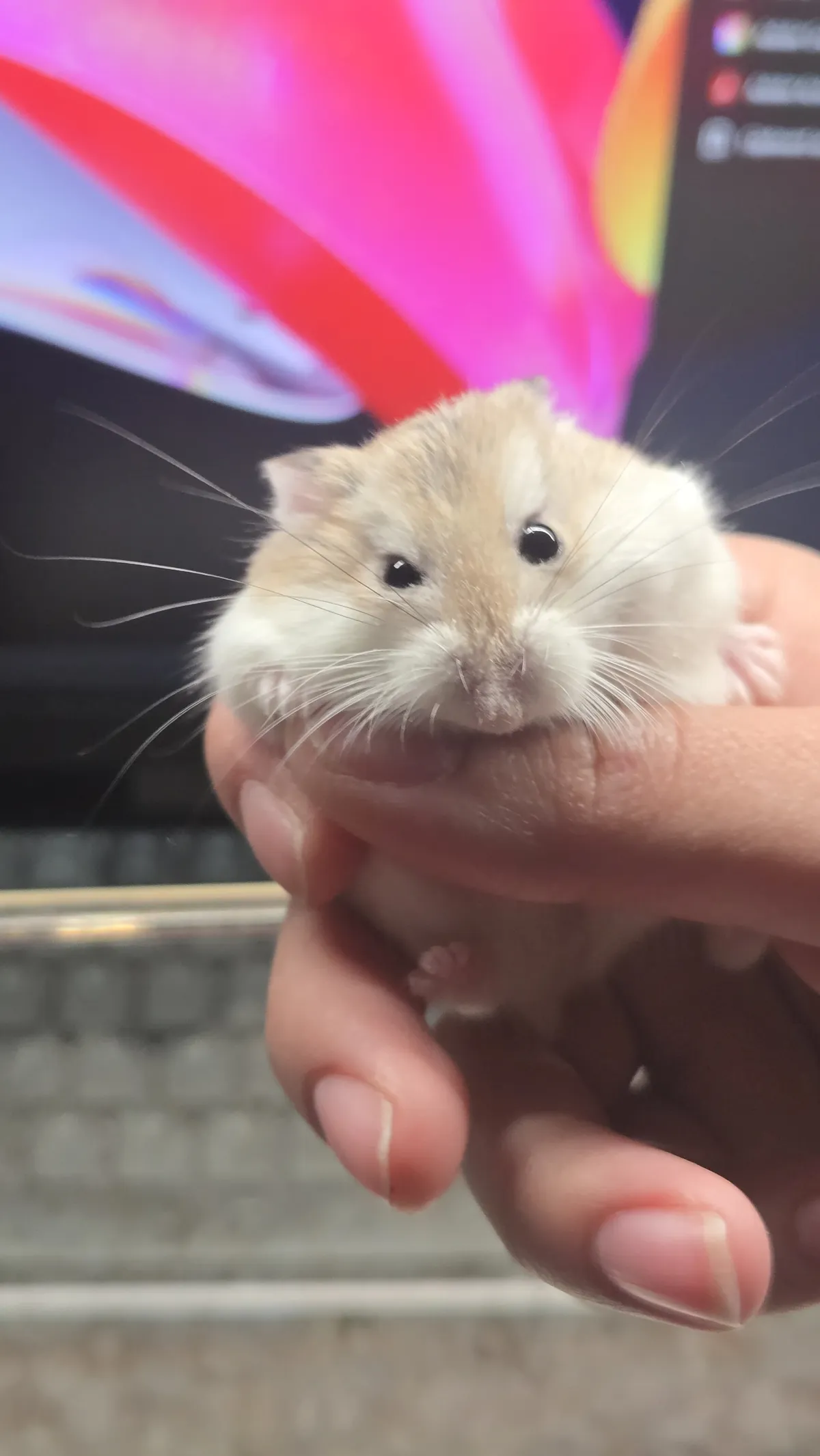 5005BA9C-3343-4DAB-A42B-1104BDF0808B