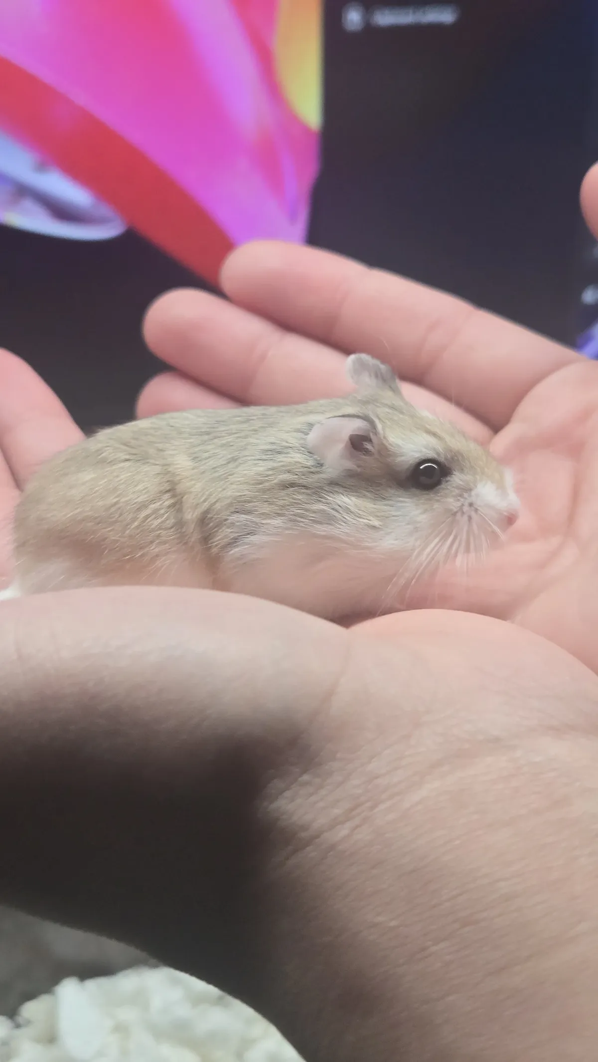 5ACAC240-6877-4D68-A279-2AB07A40D6FD