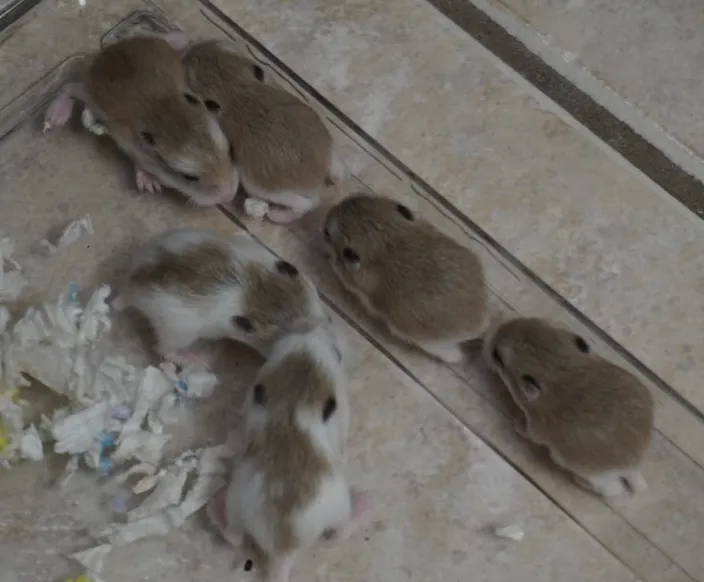 Screenshot from 2025-12-26 21-40-01