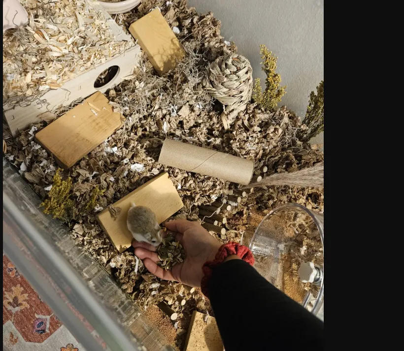 bijoux