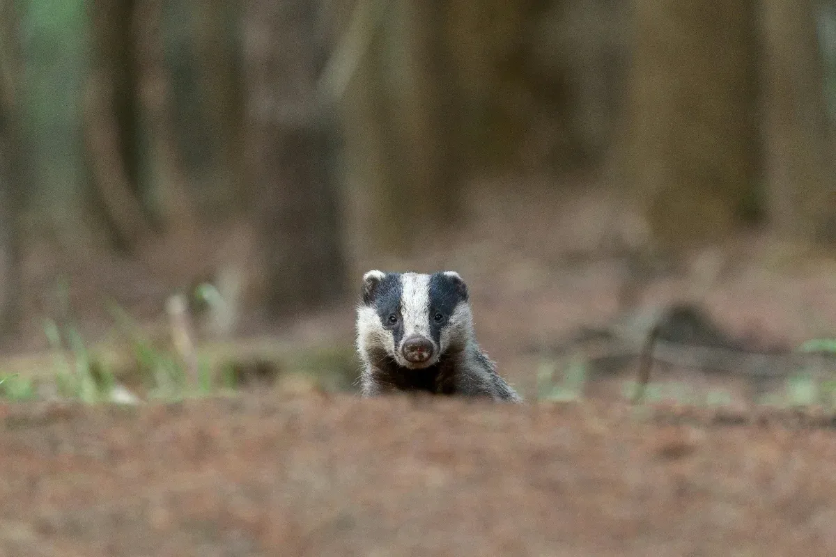Badger peeking out of its sett