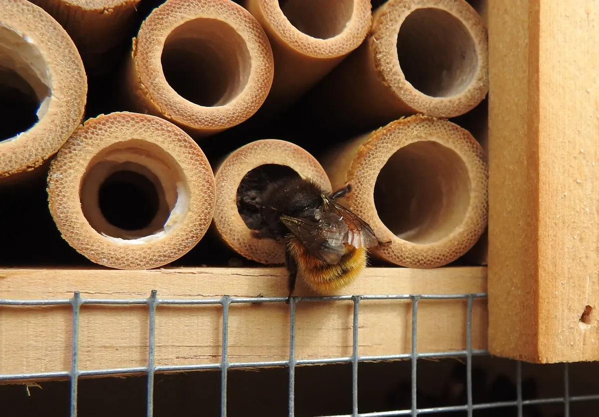 A bee closing up a tube in a Bee Hotel