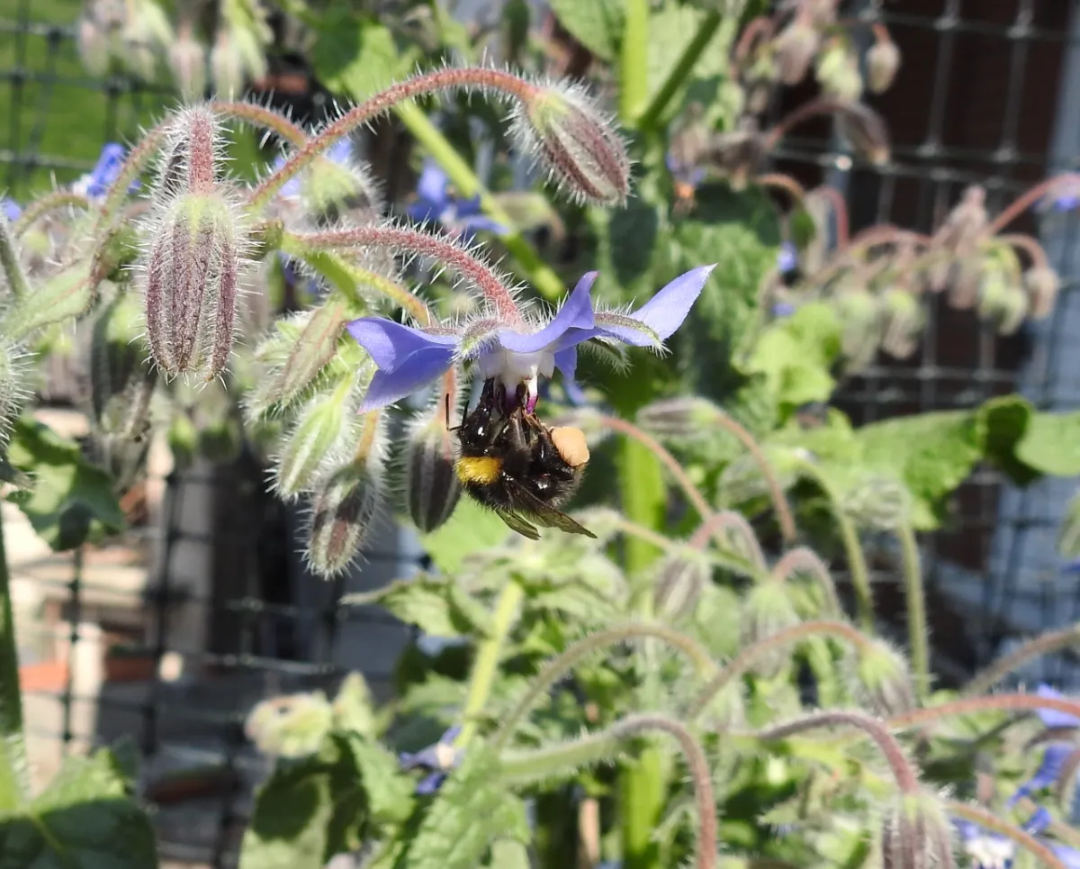 bee on borage 2