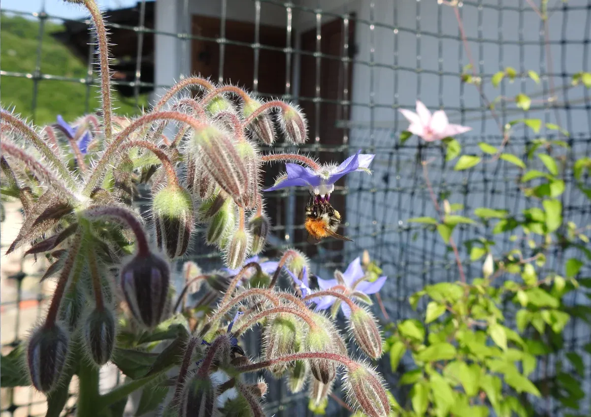 Bee on borage flower
