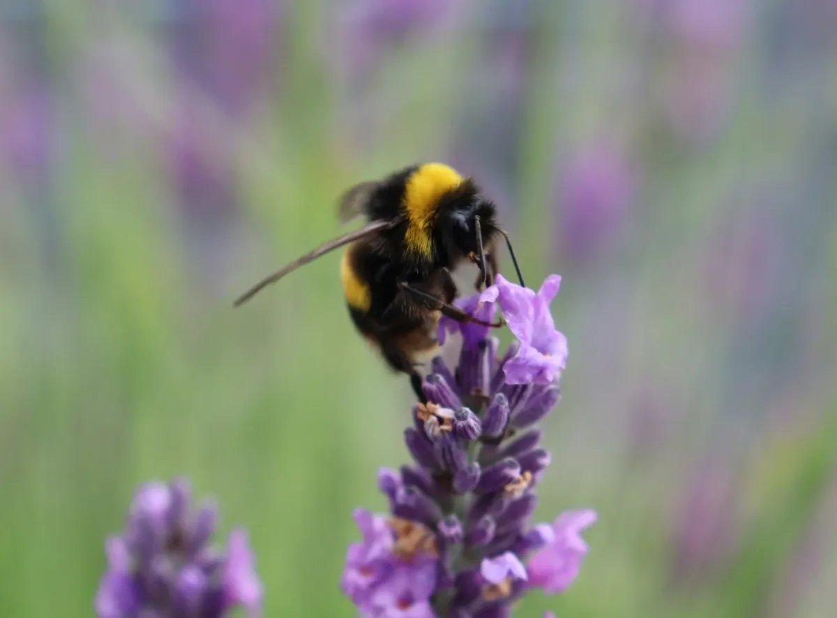 Bee on Lavender