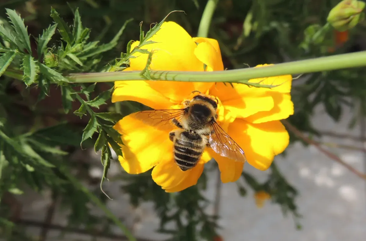 Bee on  marigold