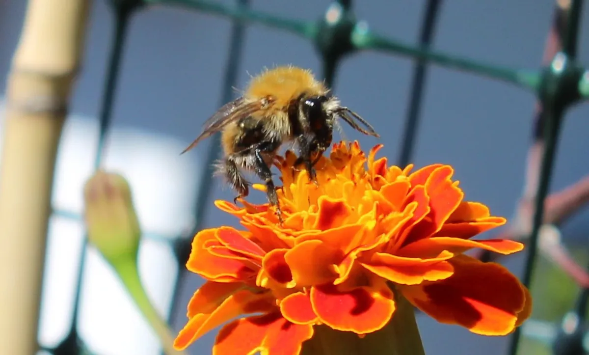 Bee getting pollen from a marigold
