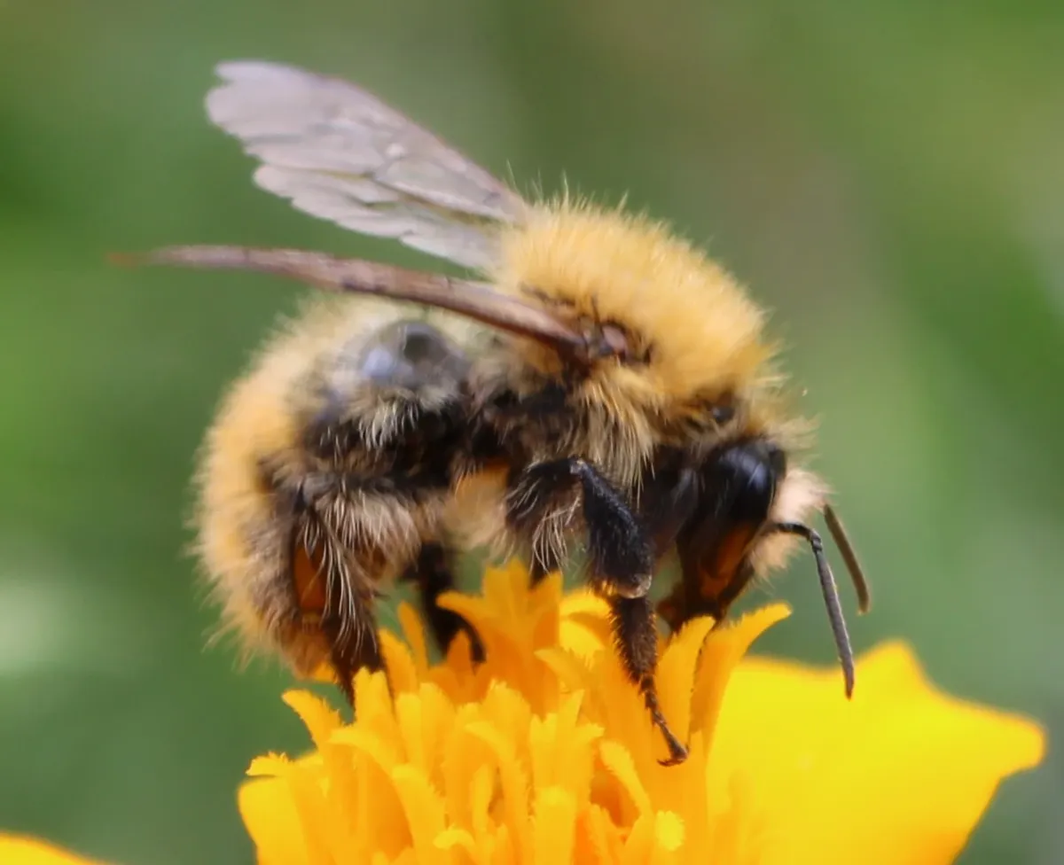 A bumble bee on a marigold