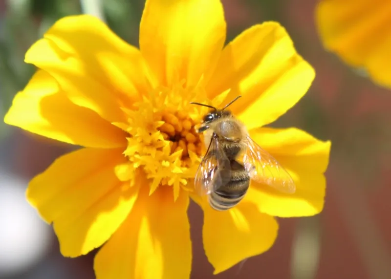 Bee on Marigold