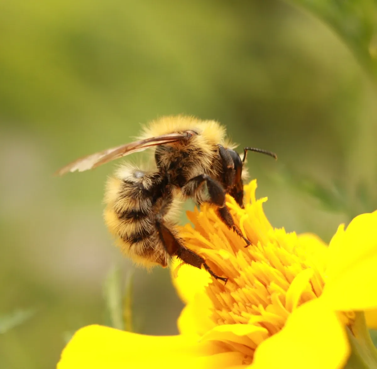 Bee on yellow Marigold