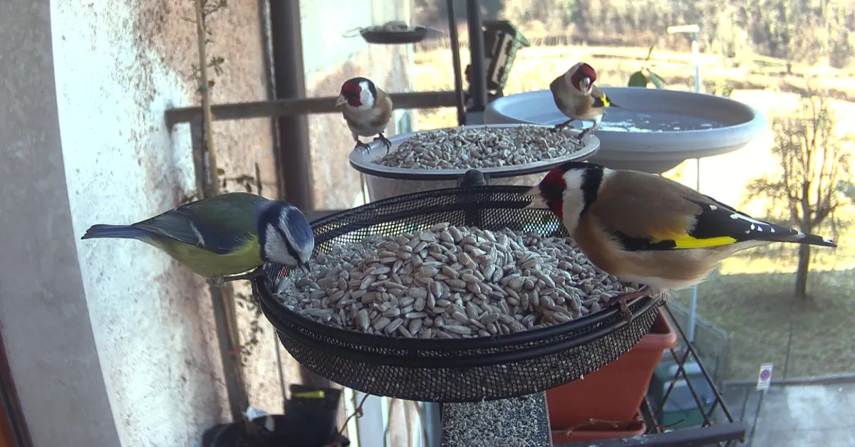Birds at my Alpine Feeder