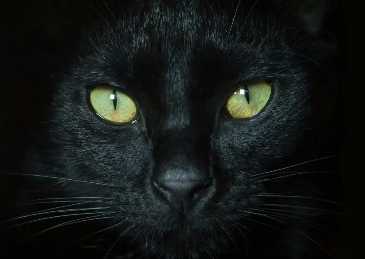 Close up photo of a black cat's face.