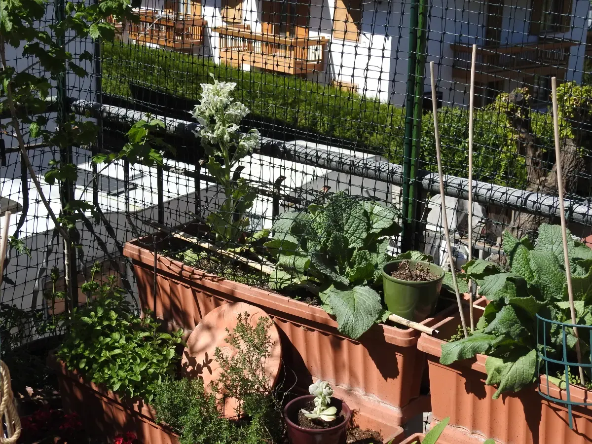 Borage plants in planters