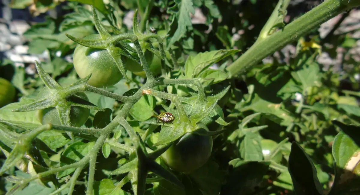 A third instar Nezara viridula Southern Green Stink Bug