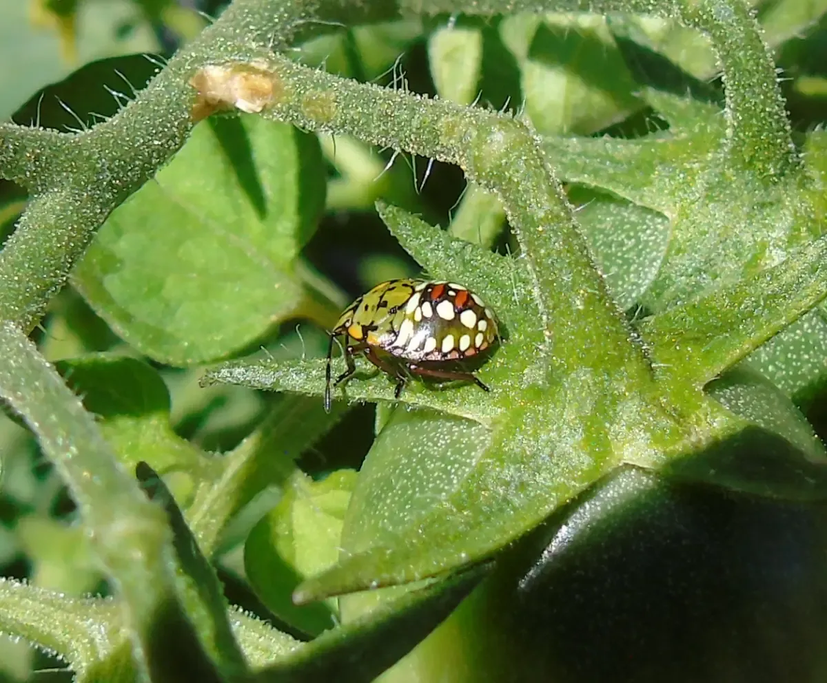 A third instar Nezara viridula (Southern Stink Bug)