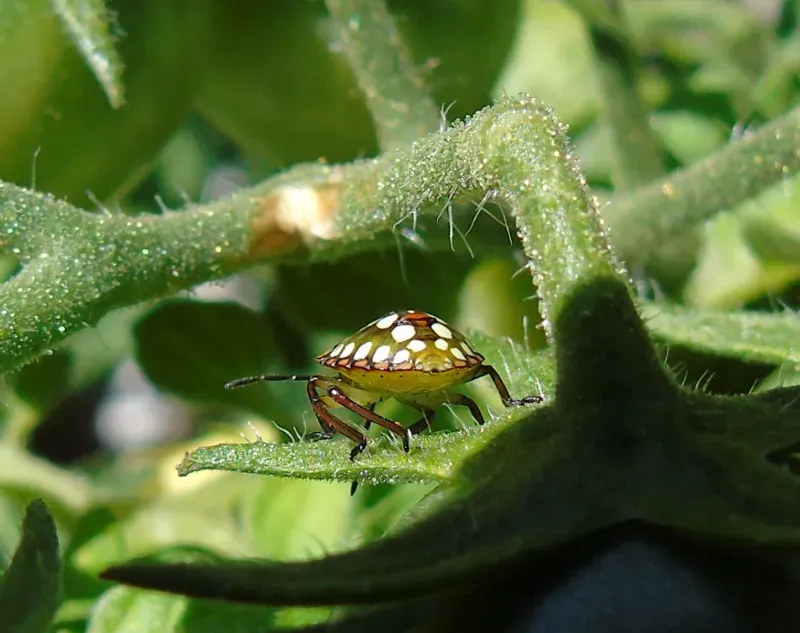 A third instar Nezara viridula (Southern Stink Bug)